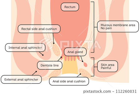 Human body Rectum and anus area Illustrated illustration, cross-sectional view 112260831