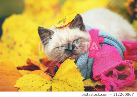 Autumn portrait of little kitten wearing pink gray knitting scarf. Kitten outdoor on fallen leaves in a garden. The kitten with leaf on the head Autumn portrait of little kitten wearing pink gray knitting scarf. Kitten outdoor on fallen leaves in a garden. The kitten with leaf on the head 112260867