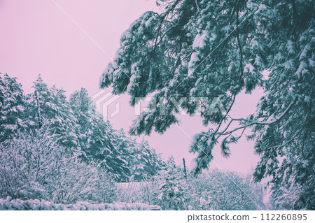 Snowy pine forest in winter. Pine branches covered with snow 112260895