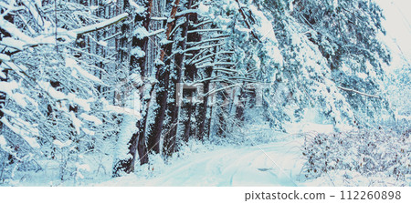 Road along snowy pine forest in winter. Horizontal banner Road along snowy pine forest in winter. Horizontal banner 112260898