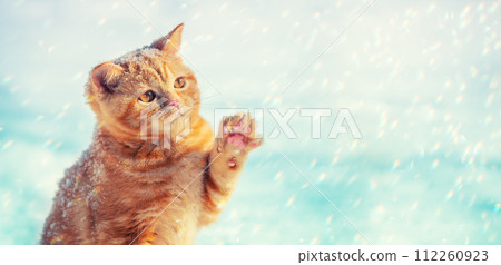 Cat playing with snow. Little ginger kitten with a paw in the air 112260923