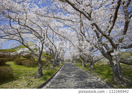 兵庫縣開西市播磨/笹倉町生井村的櫻花樹 兵庫縣開西市播磨/笹倉町生井村的櫻花樹 112260942