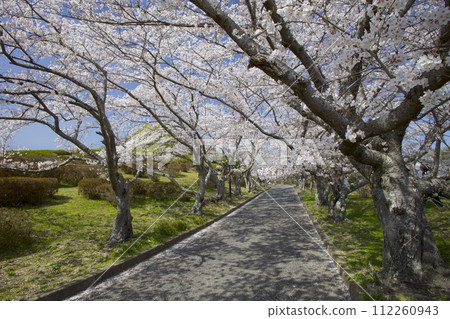 兵庫縣開西市播磨/笹倉町生井村的櫻花樹 兵庫縣開西市播磨/笹倉町生井村的櫻花樹 112260943