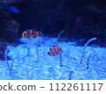 中國鰻魚和小丑魚 112261117