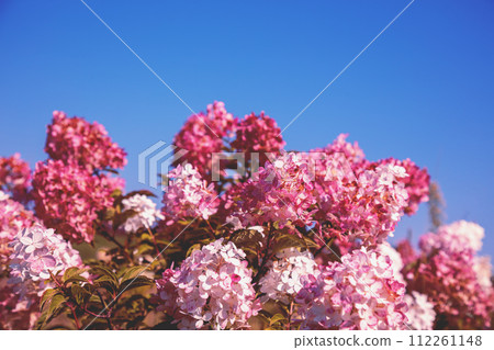 Pink Hydrangea bush in a garden against the blue sky Pink Hydrangea bush in a garden against the blue sky 112261148