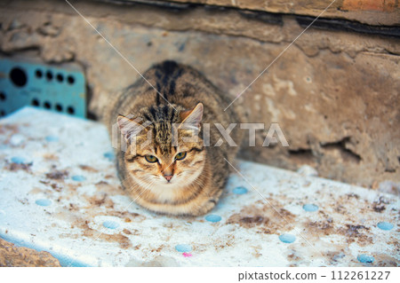 Cute grey cat sitting outdoors in near concrete wall 112261227