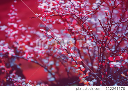 Rocket Barberry Shrub bush covered with snow in the winter garden 112261378