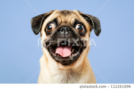 Portrait of a pug dog on a colored background. Portrait of a pug dog on a colored background. 112261896
