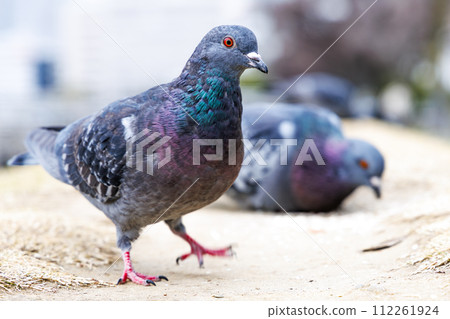 吃食物的紅眼鴿子 112261924