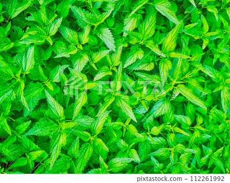 green spring nettle texure green spring nettle texure 112261992