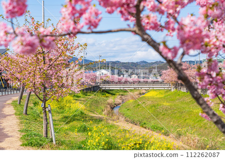 春天的西小瀨川、河津櫻花盛開(愛知縣豐川市) 春天的西小瀨川、河津櫻花盛開(愛知縣豐川市) 112262087