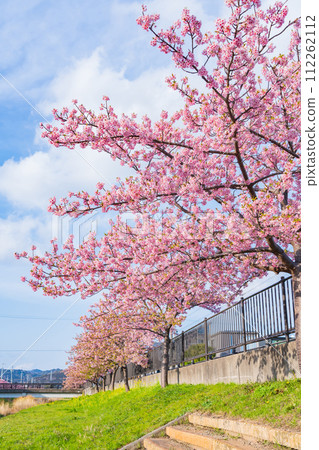 Nishikosegawa River in spring, Kawazu cherry blossoms in full bloom (Toyokawa City, Aichi Prefecture) Nishikosegawa River in spring, Kawazu cherry blossoms in full bloom (Toyokawa City, Aichi Prefecture) 112262112