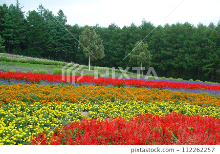 北海道中富良野市的花園 北海道中富良野市的花園 112262257