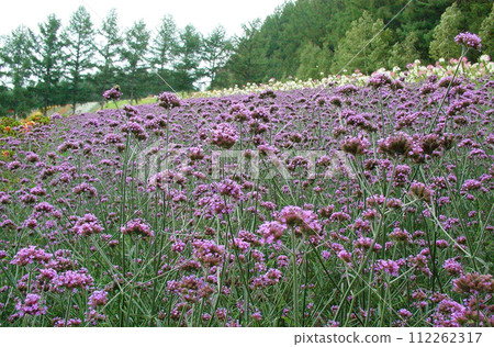 北海道中富良野市的花園 北海道中富良野市的花園 112262317