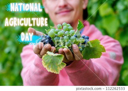 Grapes basks in the sunlight, symbolizing the bounty of National Agriculture Day. Grapes basks in the sunlight, symbolizing the bounty of National Agriculture Day. 112262533