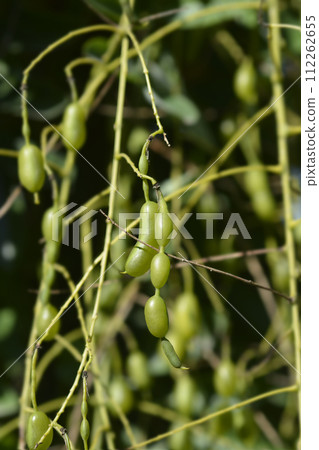 Weeping Japanese pagoda tree 112262655