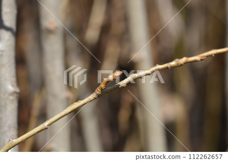 Lombardy poplar Lombardy poplar 112262657