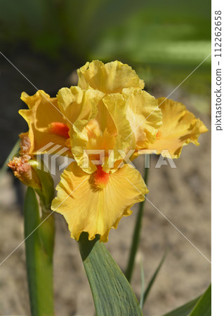 Intermediate bearded iris Season Ticket Intermediate bearded iris Season Ticket 112262658