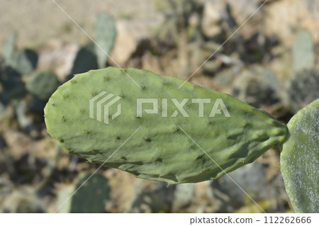 Indian fig opuntia Indian fig opuntia 112262666