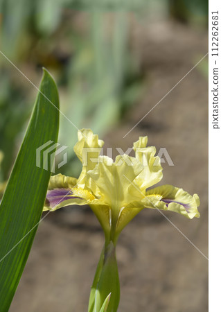 Standard Dwarf Bearded Iris Calamus 112262681