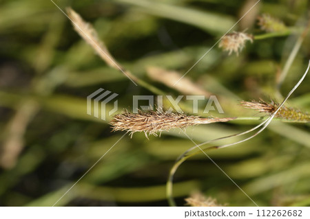 Japanese Sedge Everlime Japanese Sedge Everlime 112262682