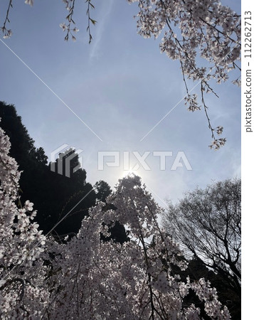 Blue sky and cherry blossoms 112262713