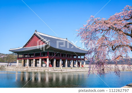 Gyeongbokgung palace with cherry blossom tree in spring time in seoul city of korea, south korea. 112262797