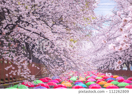 Cherry blossom in spring in Korea is the popular cherry blossom viewing spot, jinhae South Korea.. 112262809