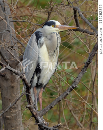 灰鷺棲息在樹上 112262823