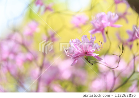 大和杜鵑花 大和杜鵑花 112262856