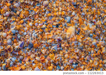 Shell Coast. Close-up of small seashells on the seashore. Sea background with sunset light Shell Coast. Close-up of small seashells on the seashore. Sea background with sunset light 112263013