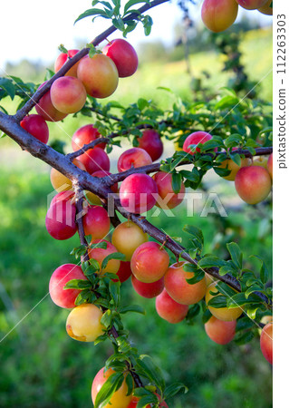 Ripe cherry plum berries in the garden on a tree. Growing cherry plums in a orchard.. 112263303