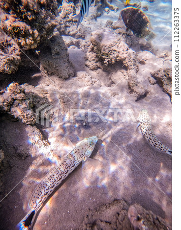 Speckled sandperch fish (Parapercis hexophthalma) on sand at coral reef.. Speckled sandperch fish (Parapercis hexophthalma) on sand at coral reef.. 112263375