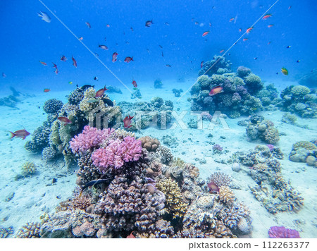 Underwater life of reef with corals, shoal of Lyretail anthias (Pseudanthias squamipinnis) and other kinds of tropical fish. Coral Reef at the Red Sea, Egypt. Underwater life of reef with corals, shoal of Lyretail anthias (Pseudanthias squamipinnis) and other kinds of tropical fish. Coral Reef at the Red Sea, Egypt. 112263377