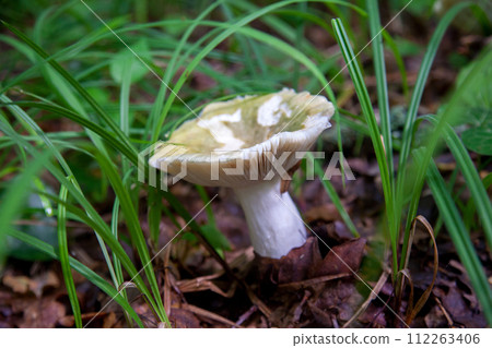 Russula virescens - mushroom commonly known as the green-cracking russula, the quilted green russula, or the green brittlegill mushroom.. Russula virescens - mushroom commonly known as the green-cracking russula, the quilted green russula, or the green brittlegill mushroom.. 112263406