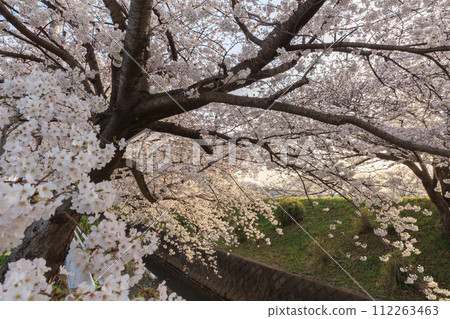 Cherry blossoms in full bloom along the Shibuta River Cherry blossoms in full bloom along the Shibuta River 112263463