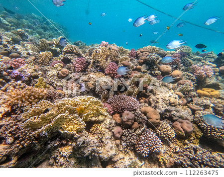 Underwater life of reef with corals and tropical fish. Coral Reef at the Red Sea, Egypt. Underwater life of reef with corals and tropical fish. Coral Reef at the Red Sea, Egypt. 112263475