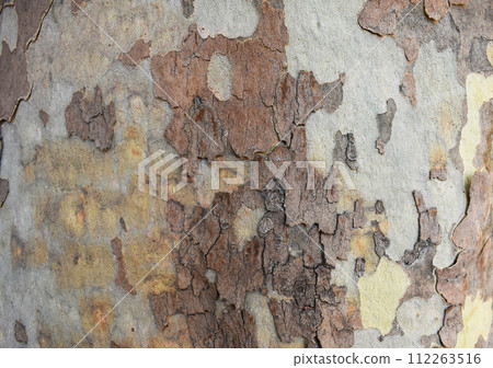 Patterns in the bark of a japanese stewartia tree 112263516