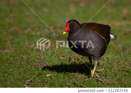 Common Moorhen or European Moorhen, gallinula chloropus 112263548