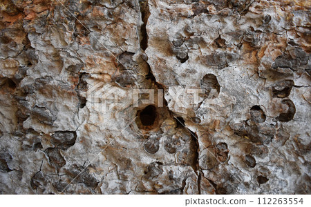 Patterns in the bark of a japanese stewartia tree 112263554