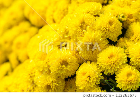 Colorful yellow chrysanthemum flower bloom in the garden, flower background Colorful yellow chrysanthemum flower bloom in the garden, flower background 112263673