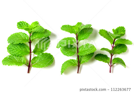 Mint leaf. Fresh mint on white background. Mint leaves isolated. herb and medicine background Mint leaf. Fresh mint on white background. Mint leaves isolated. herb and medicine background 112263677