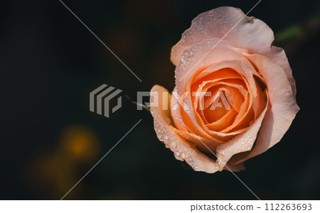 Beautiful orange rose flower with water drop on background, film tone flower background Beautiful orange rose flower with water drop on background, film tone flower background 112263693