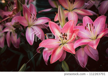 Beautiful pink lily flower in garden, pink flower Beautiful pink lily flower in garden, pink flower 112263701