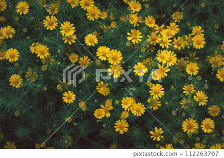 Dahlberg daisy flower in the garden, cute of yellow daisy flower on top view background, Dahlberg daisy flower in the garden, cute of yellow daisy flower on top view background, 112263707