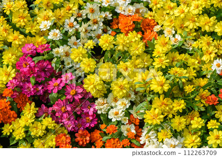 Bright pink, yellow, and white zinnia flowers bloom beautifully in spring flowerbeds 112263709