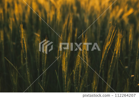 Smart farm. Farmer with tablet in the field. Agriculture, gardening or ecology concept. Harvesting. Agro business. 112264207