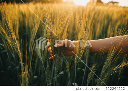 Smart farm. Farmer with tablet in the field. Agriculture, gardening or ecology concept. Harvesting. Agro business. Smart farm. Farmer with tablet in the field. Agriculture, gardening or ecology concept. Harvesting. Agro business. 112264212