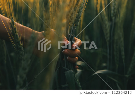 Smart farm. Farmer with tablet in the field. Agriculture, gardening or ecology concept. Harvesting. Agro business. Smart farm. Farmer with tablet in the field. Agriculture, gardening or ecology concept. Harvesting. Agro business. 112264213