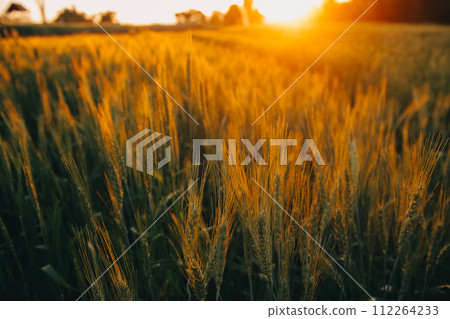 Paddy rice field before harvest with sunrise background. 112264233